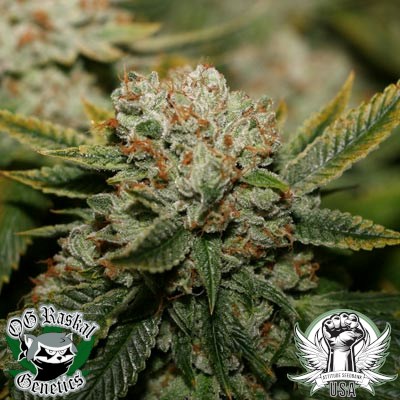 OG Raskal Seeds White Fire 43