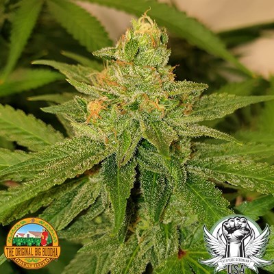 The Original Big Buddha Family Farms Seeds The Original Cheese