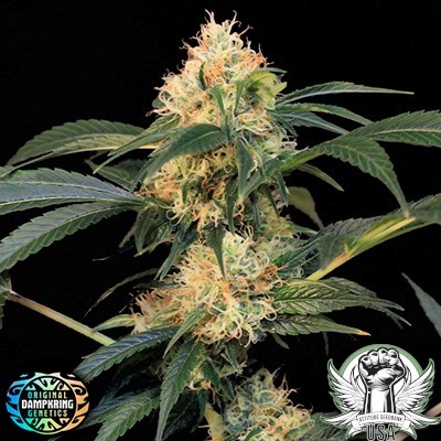 Original Dampkring Genetics Seeds Electric Avenue