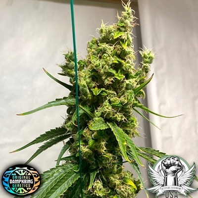 Original Dampkring Genetics Seeds Isaac Haze