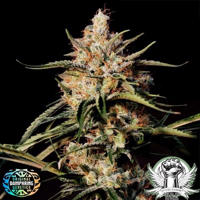 Original Dampkring Genetics Seeds New Jack City