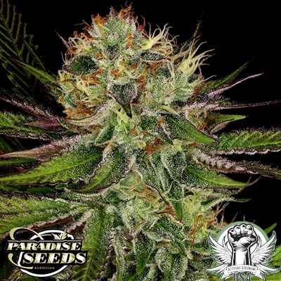 Paradise Seeds Chocolate Wafflez