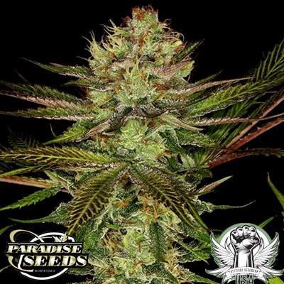 attitude usa paradise seeds chocolate wafflez 2_400x400.jpg