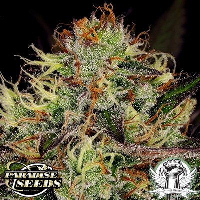 attitude usa paradise seeds chocolate wafflez 3_400x400.jpg