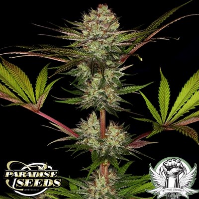 attitude usa paradise seeds chocolate wafflez 5_400x400.jpg