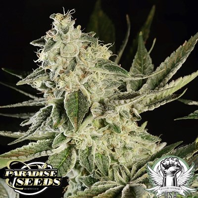 Paradise Seeds Glowstarz