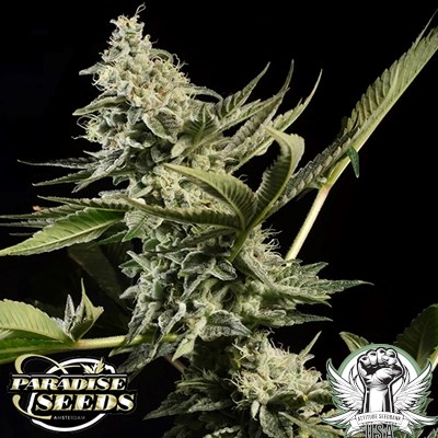 attitude usa paradise seeds glowstarz 2_400x400.jpg