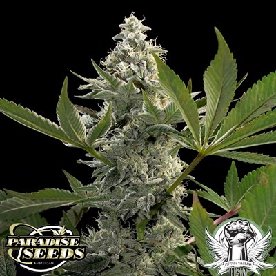 attitude usa paradise seeds glowstarz 3_400x400.jpg