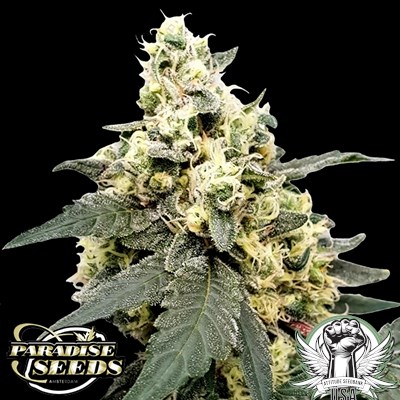 Paradise Seeds Lemonade AUTO