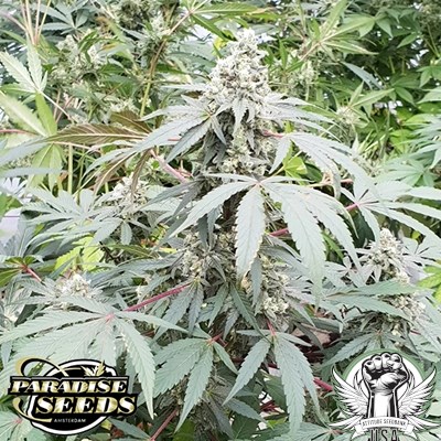 attitude usa paradise seeds lemonade auto 3_400x400.jpg