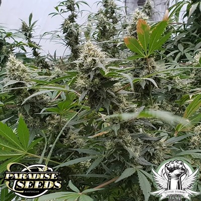 attitude usa paradise seeds lemonade auto 4_400x400.jpg