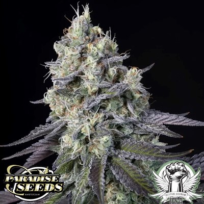 Paradise Seeds Purple Mints