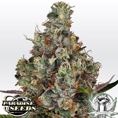 attitude usa paradise seeds rainbow road 1_400x400.jpg