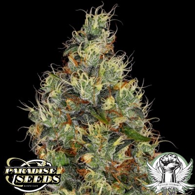 Paradise Seeds Rainbow Road