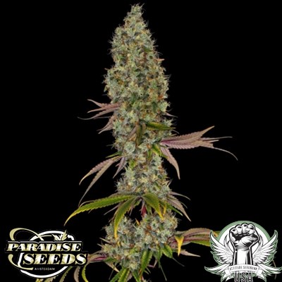 attitude usa paradise seeds rainbow road 3_400x400.jpg