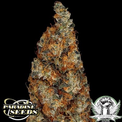 attitude usa paradise seeds rainbow road 4_400x400.jpg