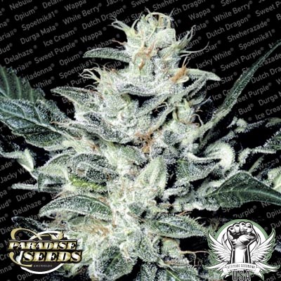 Paradise Seeds Sensi Star