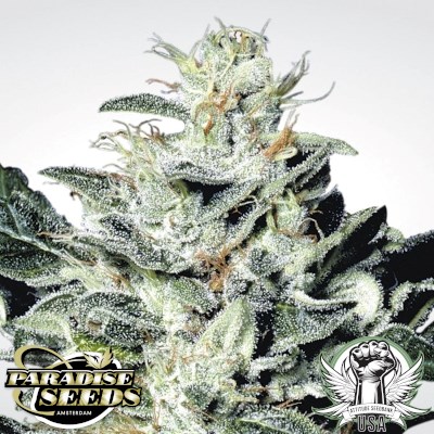 attitude usa paradise seeds sensi star 2_400x400.jpg