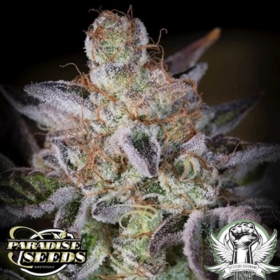 Paradise Seeds Sweetopia