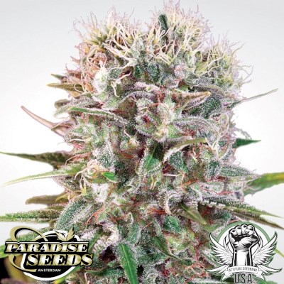 attitude usa paradise seeds wappa 2_400x400.jpg