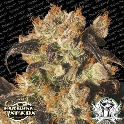 Paradise Seeds White Berry
