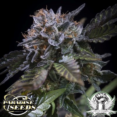 Paradise Seeds White Noise