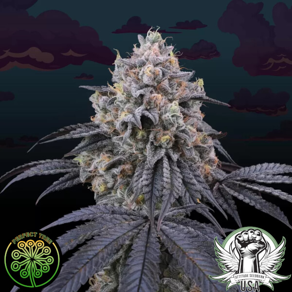 attitude usa perfect tree peach clouds 2_600x600.jpg