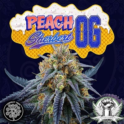 Perfect Tree Seeds Peach Sherbert OG