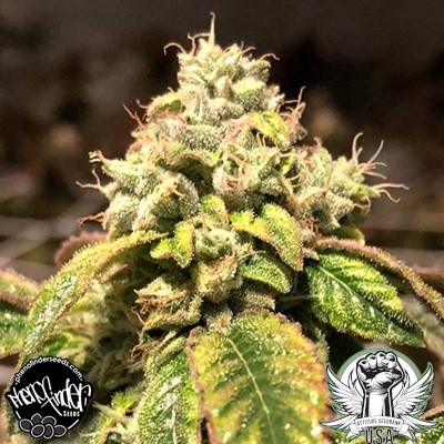 Pheno Finder Seeds Blue Sherbalato