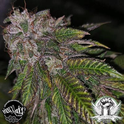 Pheno Finder Seeds Dirty Kuntz