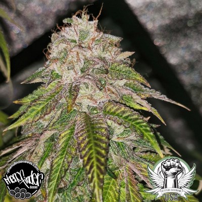 Pheno Finder Seeds GMO Rainbowz