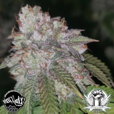 attitude usa pheno finder gmo rainbowz 2_400x400.jpg