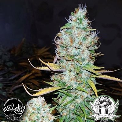 Pheno Finder Seeds Grapefruit Diesel
