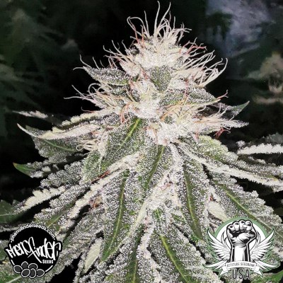 Pheno Finder Seeds MAC 11