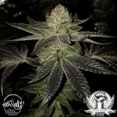 Pheno Finder Seeds Simple Wedding Cake S1