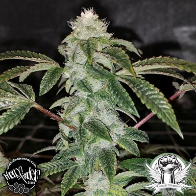 attitude usa phenofinder sowah sherbert 2_400x400.jpg