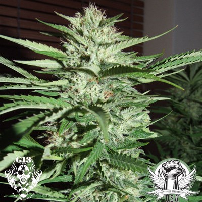 G13 Labs Seeds Pineapple Express