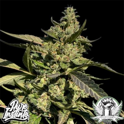 Pure Instinto Seeds Apple OG