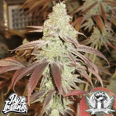 Pure Instinto Seeds Forbidden Fruit Cake