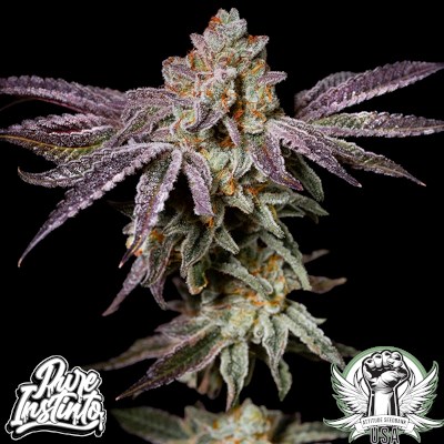 attitude usa pureinstinto insanity og 2_400x400.jpg