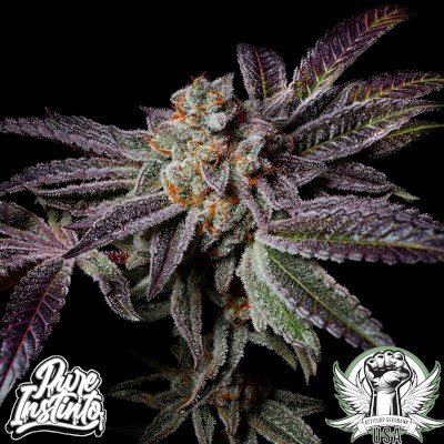 attitude usa pureinstinto insanity og 3_400x400.jpg