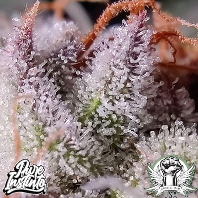 attitude usa pureinstinto lemon storm 2_400x400.jpg