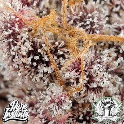 attitude usa pureinstinto lemon storm 3_400x400.jpg