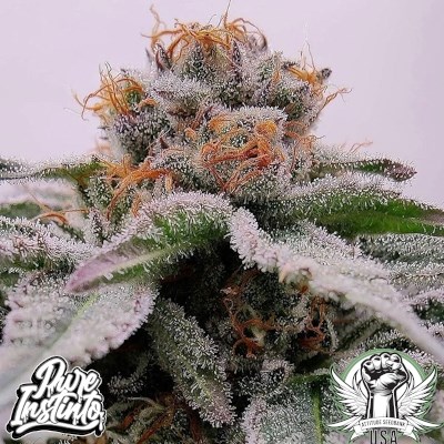 attitude usa pureinstinto lemon storm 4_400x400.jpg
