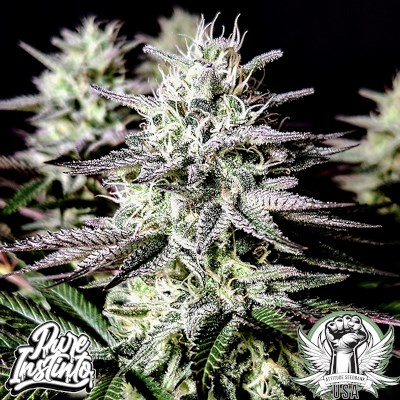 Pure Instinto Seeds Mimosa