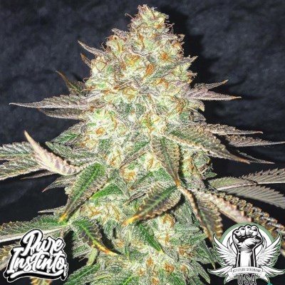 Pure Instinto Seeds Spooky OG