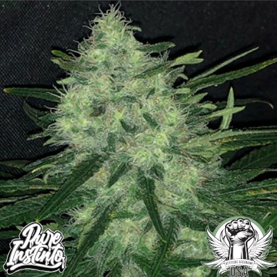 Pure Instinto Seeds Wedding Cake