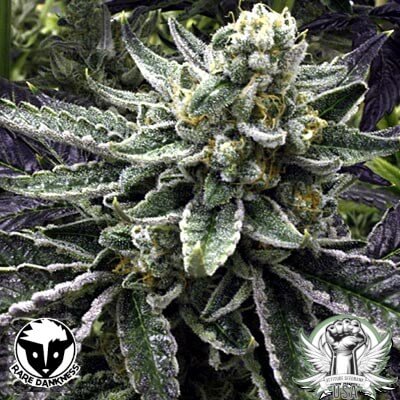 Rare Dankness Commerce City Kush Cut #4 Clones and Snips