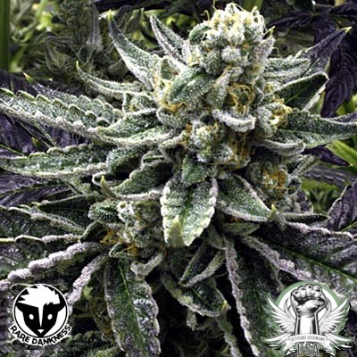 Rare Dankness Seeds Commerce City Kush