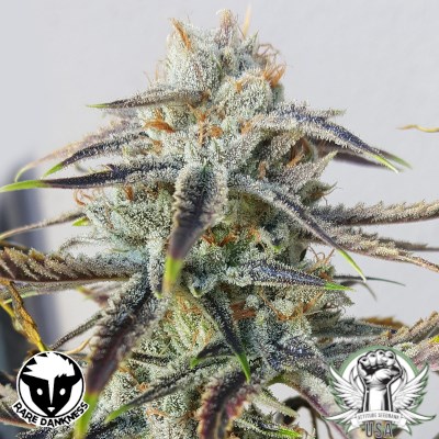 Rare Dankness Seeds Jenny Kush
